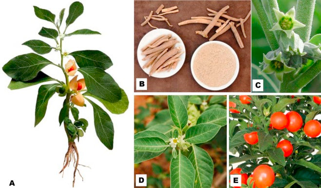 🌱 recupera tu equilibrio con el poderoso ¡ASHWAGANDHA! (PROMO 2X1 )