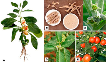 🌱 recupera tu equilibrio con el poderoso ¡ASHWAGANDHA! (PROMO 2X1 )