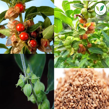 🌱 recupera tu equilibrio con el poderoso ¡ASHWAGANDHA! (PROMO 2X1 )